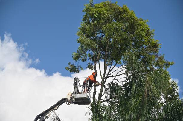 Tree Care